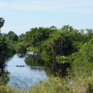 Pantanal – die grüne Arche Brasiliens