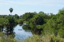 Pantanal – die grüne Arche Brasiliens