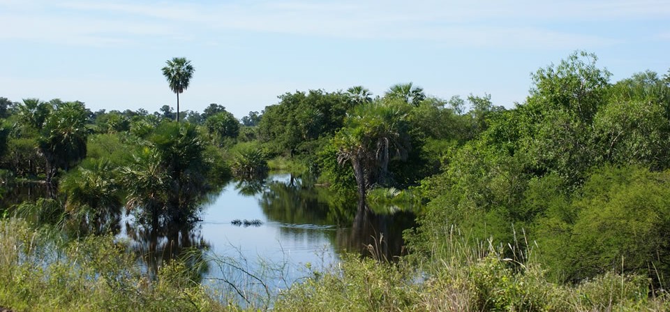 Pantanal – die grüne Arche Brasiliens